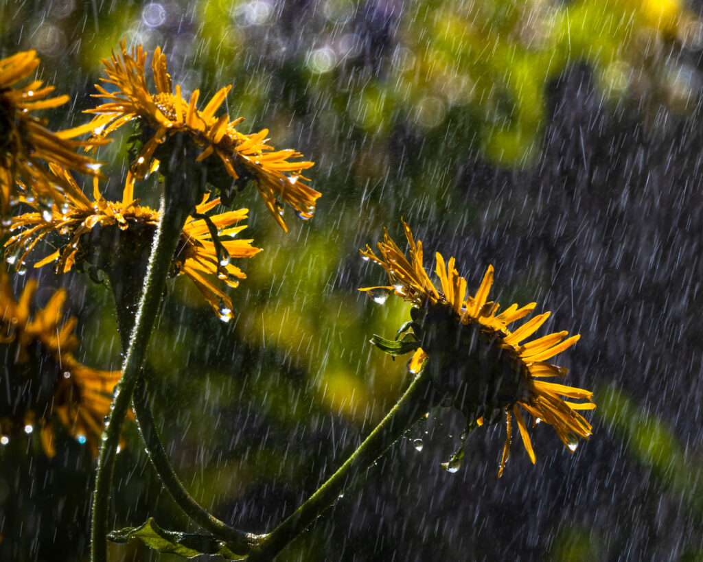 en sommaräng i regn