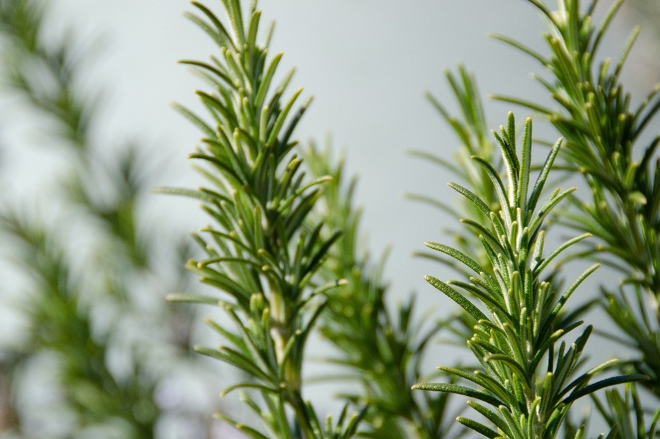 Närbild på färska rosmarinkvistar med smala, gröna blad i naturligt dagsljus