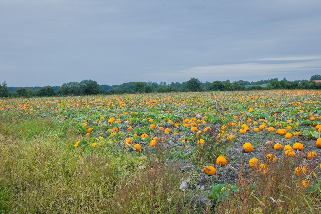 Picture of pumpkinfarm